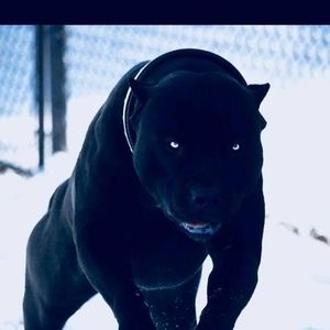 Meet your Posher, Dennis